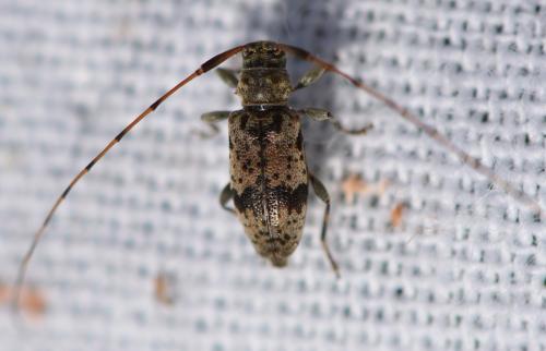 Réf. 312 088 : Leiopus femoratus